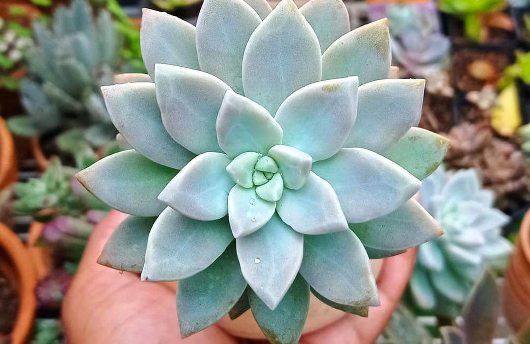 Graptosedum ghosty